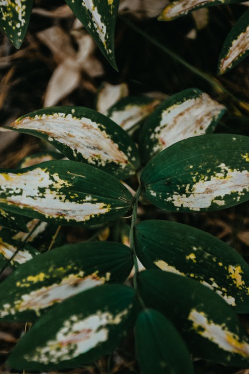有关垂直拍摄, 增长, 工厂的免费素材图片