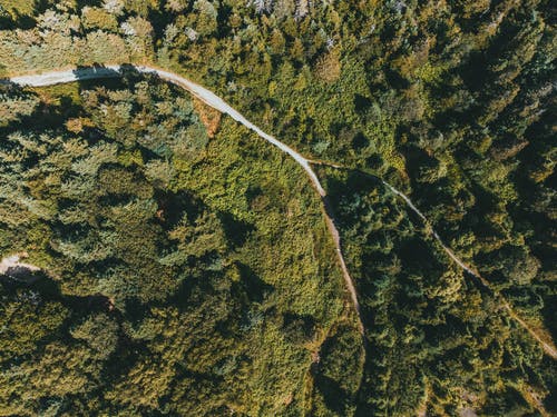 有关森林, 树木, 树林的免费素材图片