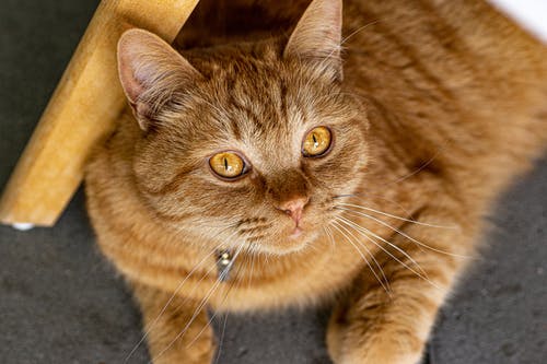 棕色的虎斑猫抬头的特写照片 · 免费素材图片