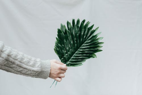 人的手有植物的绿色叶子的 · 免费素材图片
