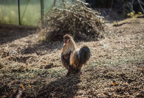 棕色的公鸡在空置的特写摄影 · 免费素材图片