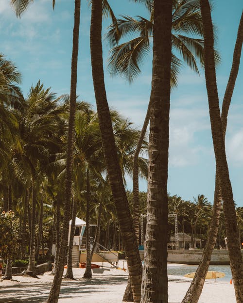 有关垂直拍摄, 岛, 棕榈的免费素材图片