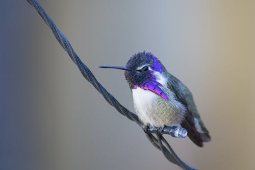 紫色和白色蜂鸟 · 免费素材图片