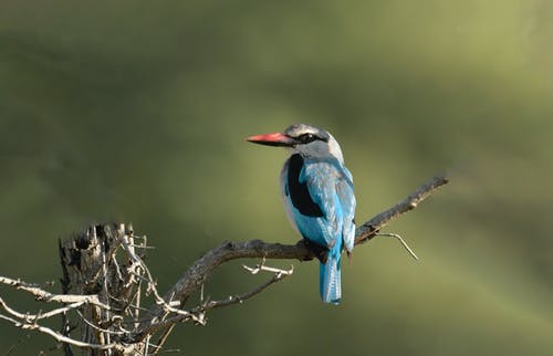 蓝色和黑色的鸟，在树枝上 · 免费素材图片