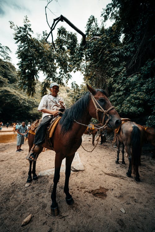 男子骑着棕色和黑色的马 · 免费素材图片