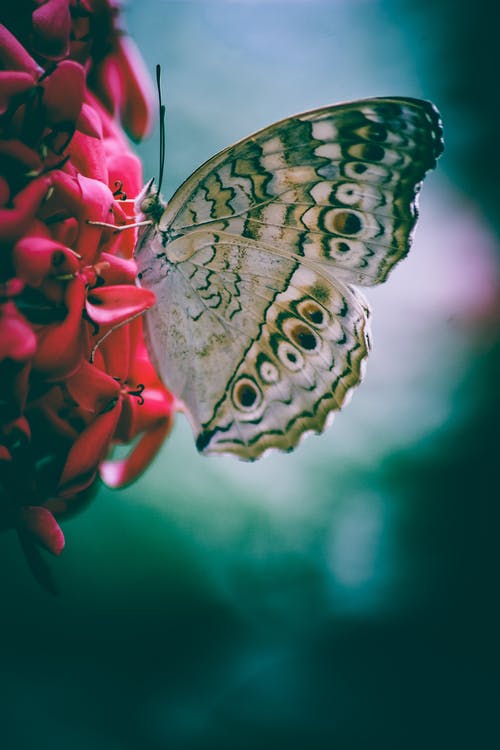 蝴蝶栖息粉红色的花的选择性聚焦照片 · 免费素材图片
