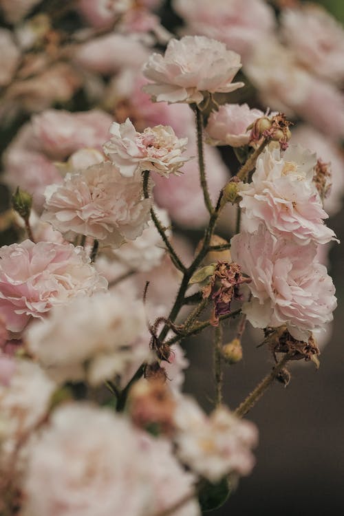 有关优雅, 垂直拍摄, 枯萎的免费素材图片