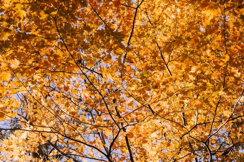 在阳光明媚的秋日生长在森林中的树木郁郁葱葱的黄叶 · 免费素材图片