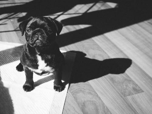 有关动物, 可爱, 可爱的的免费素材图片