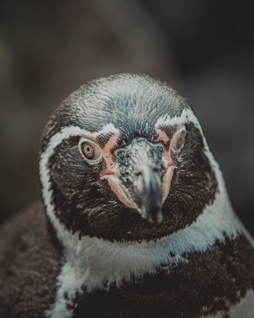 有关企鹅, 动物学, 动物的免费素材图片