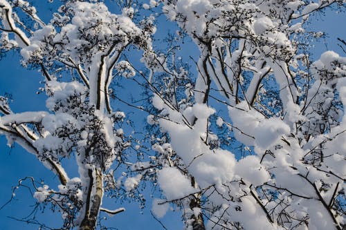 有关冬季, 冷, 冷冻的免费素材图片
