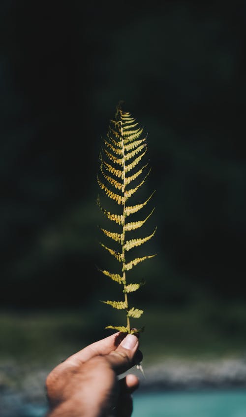 有关垂直拍摄, 工厂, 干的免费素材图片