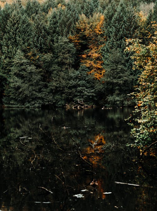 绿松树和湖风光 · 免费素材图片