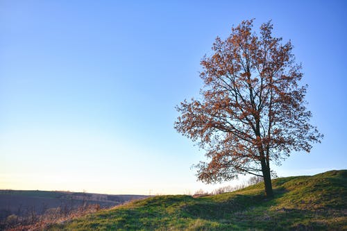 有关原本, 基茨, 天性的免费素材图片