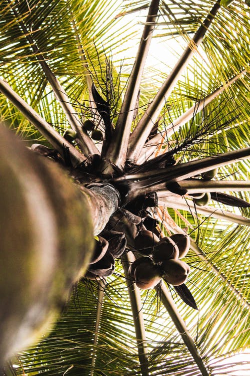 椰子树的蠕虫的眼睛视图照片 · 免费素材图片