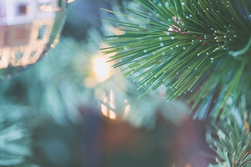 绿叶的特写摄影 · 免费素材图片