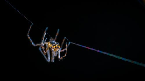 选择性聚焦摄影网上的棕色蜘蛛 · 免费素材图片