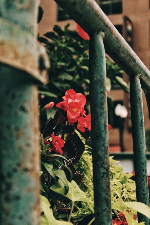 有关天性, 户外, 植物群的免费素材图片