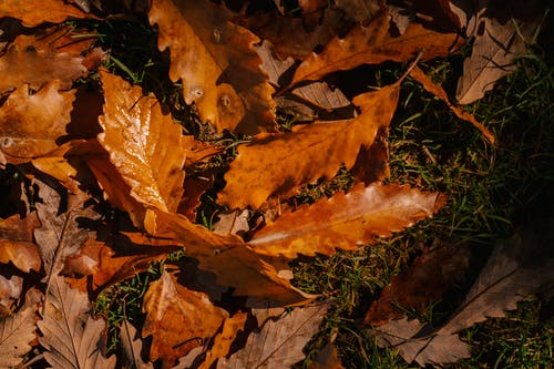 秋天的落叶，在草地上 · 免费素材图片