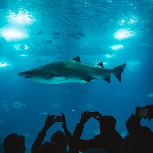 一群人拍照的鲨鱼 · 免费素材图片