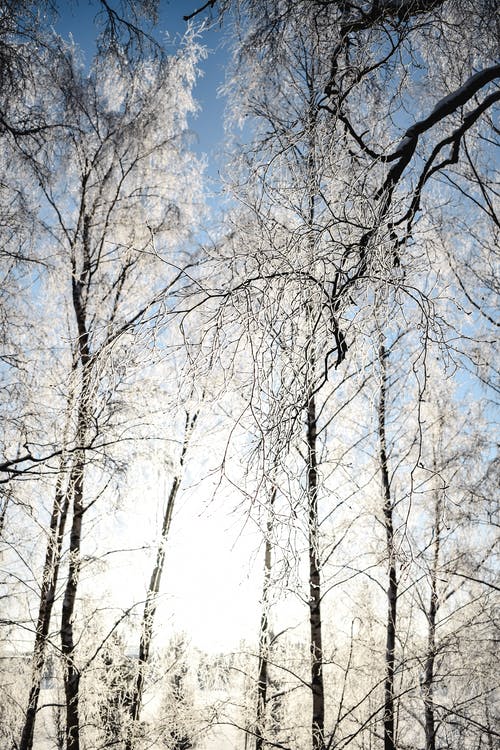 棕色的树，在蓝蓝的天空下 · 免费素材图片