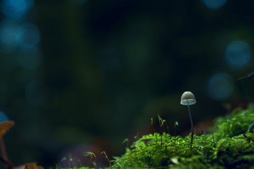 米色蘑菇选择性聚焦摄影 · 免费素材图片
