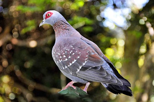 鸟的选择性聚焦摄影 · 免费素材图片