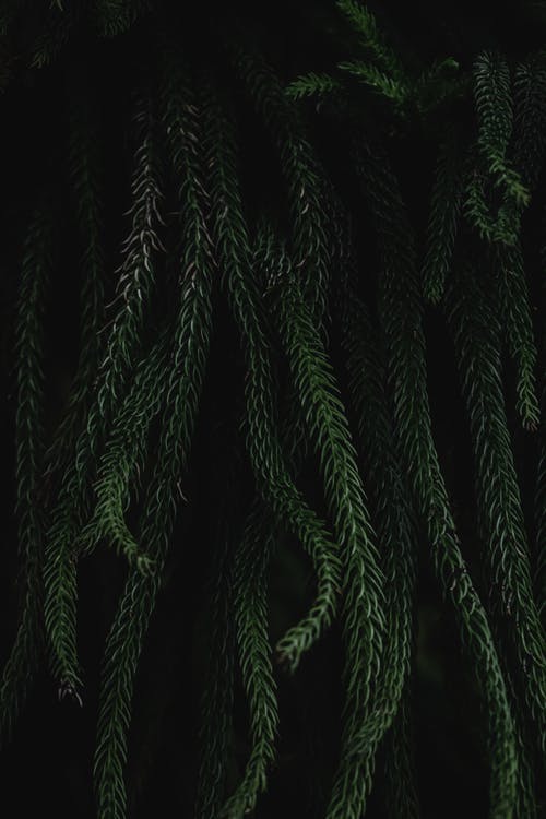 白色背景上的绿色仙人掌植物 · 免费素材图片