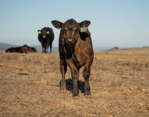 有关动物, 动物摄影, 哺乳动物的免费素材图片