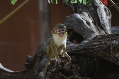 布朗树枝上的白色和棕色的猴子 · 免费素材图片