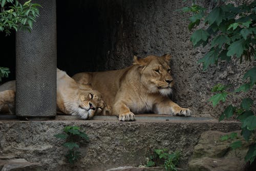 两只狮子在水泥地板上的照片 · 免费素材图片
