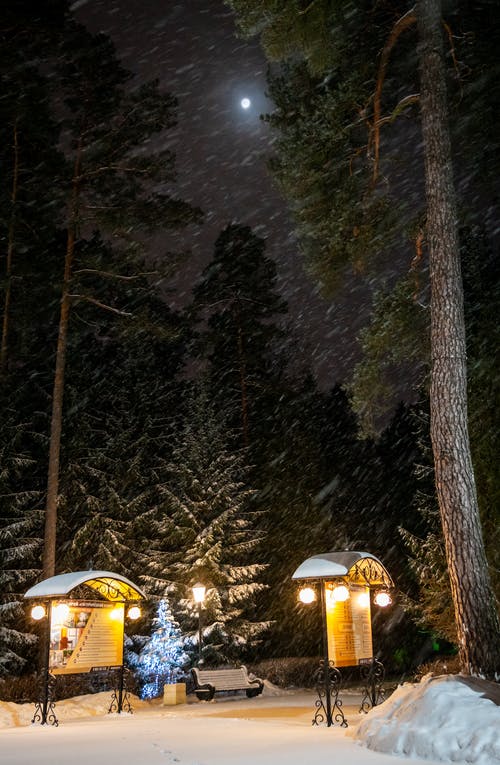 灰色的树干 · 免费素材图片