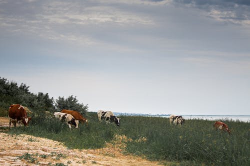 有关一群动物, 乳制品, 冷静的免费素材图片