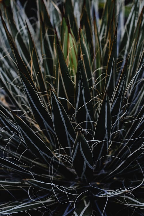 绿草在特写摄影 · 免费素材图片
