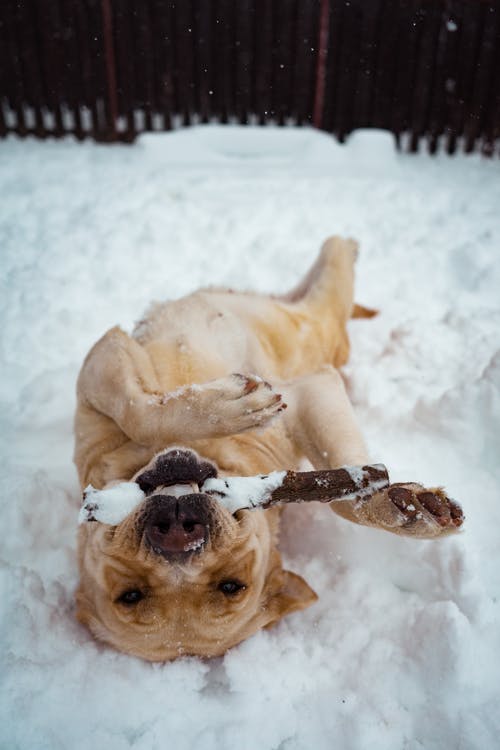 躺在雪地上的短外套棕色狗 · 免费素材图片