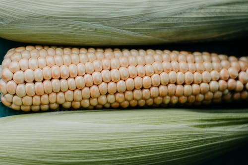 玉米的特写 · 免费素材图片