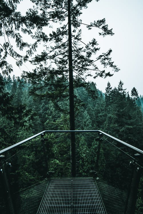 绿树之间的黑金属桥 · 免费素材图片