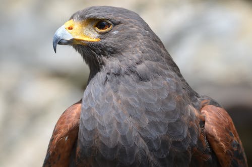 有关动物, 动物摄影, 哈里斯鹰的免费素材图片