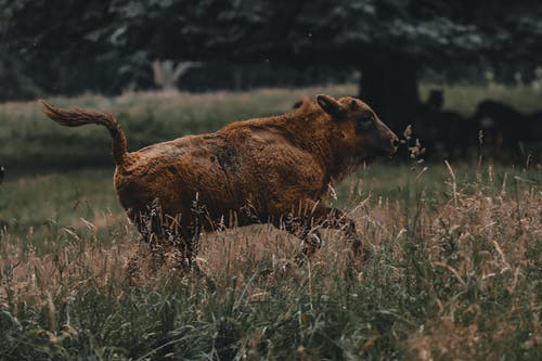 有关公园, 公牛, 动物学的免费素材图片