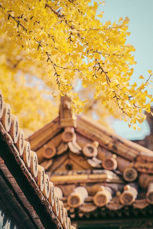 黄色的树和棕色的屋顶 · 免费素材图片