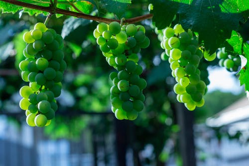 有关挂, 有机, 生的免费素材图片