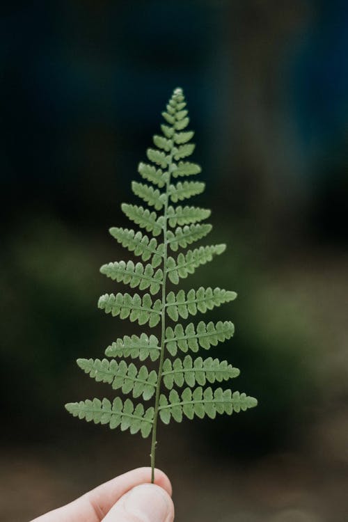 有关垂直拍摄, 景深, 特写的免费素材图片