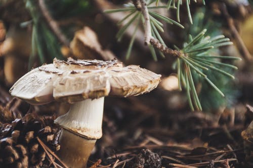 蘑菇照片 · 免费素材图片