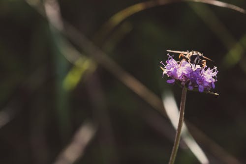 昆虫的选择性聚焦摄影栖息在紫色的小花 · 免费素材图片
