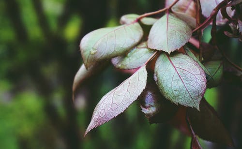 绿叶植物 · 免费素材图片