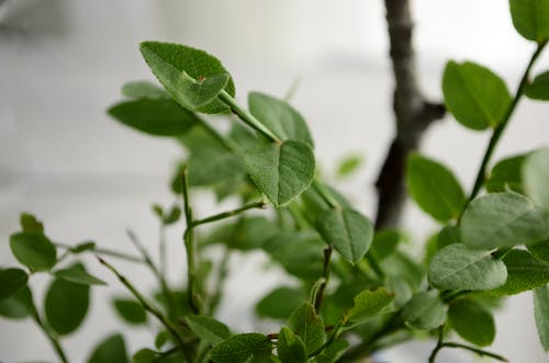 绿叶植物的选择性聚焦摄影 · 免费素材图片