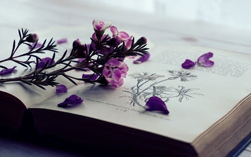 书页上紫色花朵的选择性聚焦摄影 · 免费素材图片