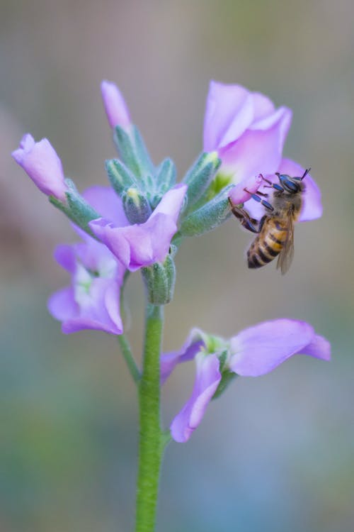 蜜蜂栖息在紫色的小花中关闭摄影 · 免费素材图片