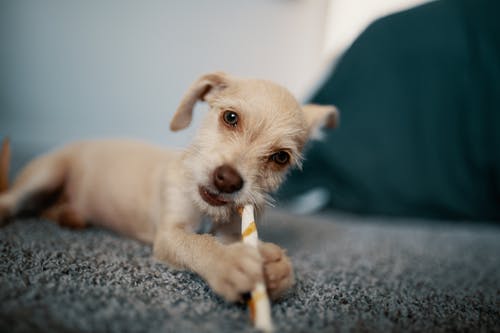 棕色短毛幼犬 · 免费素材图片