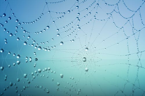 蜘蛛网与水滴 · 免费素材图片